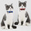 2 Pack Plaid Pattern Cat Collar Breakaway with Bell And Removable Bowtie Cat Collar Adjustable Cat And Kitten Collars 3