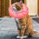 Doughnut Elizabeth Circle Adjustable Soft Pet E-collar Neck Collar Circle for Cat Small Dog 4