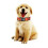 Nimble Dog Collar Waterproof Pet Collars Anti-odor, Adjustable, Reflective 7