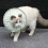 Lightweight Green Cat Elizabethan Collar, Size S, M, L 7