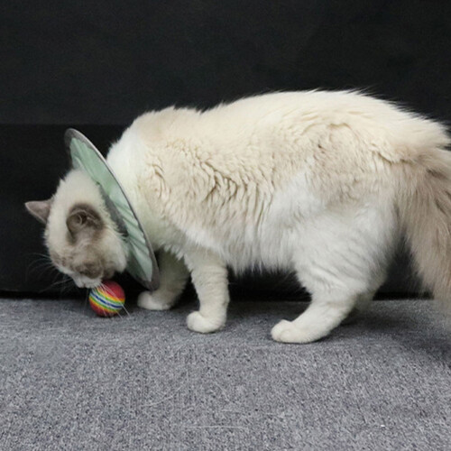 Lightweight Green Cat Elizabethan Collar, Size S, M, L