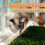 Kittylawn Cat Real Grass Lounge Pol. 5