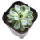 12er-Pack schwarzer quadratischer Blumentopf aus Kunststoff 6