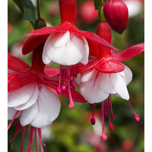 Fuchsia 'Snowcap' 12cm Pot Size - Hardy Perennial Plant with Pink and White Flowers for Garden or Container Use