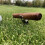 Divot Tool with Ball Marker Cigar Holder Gift for 6