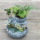 Succulent Planter Perfect for Garden Enthusiasts and Interior 4