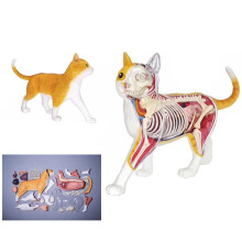 Anatomical Cat Model with Removable Organs, 28-Piece Cat Skeleton, Semi-Transparent Design for Medical Training and Teaching