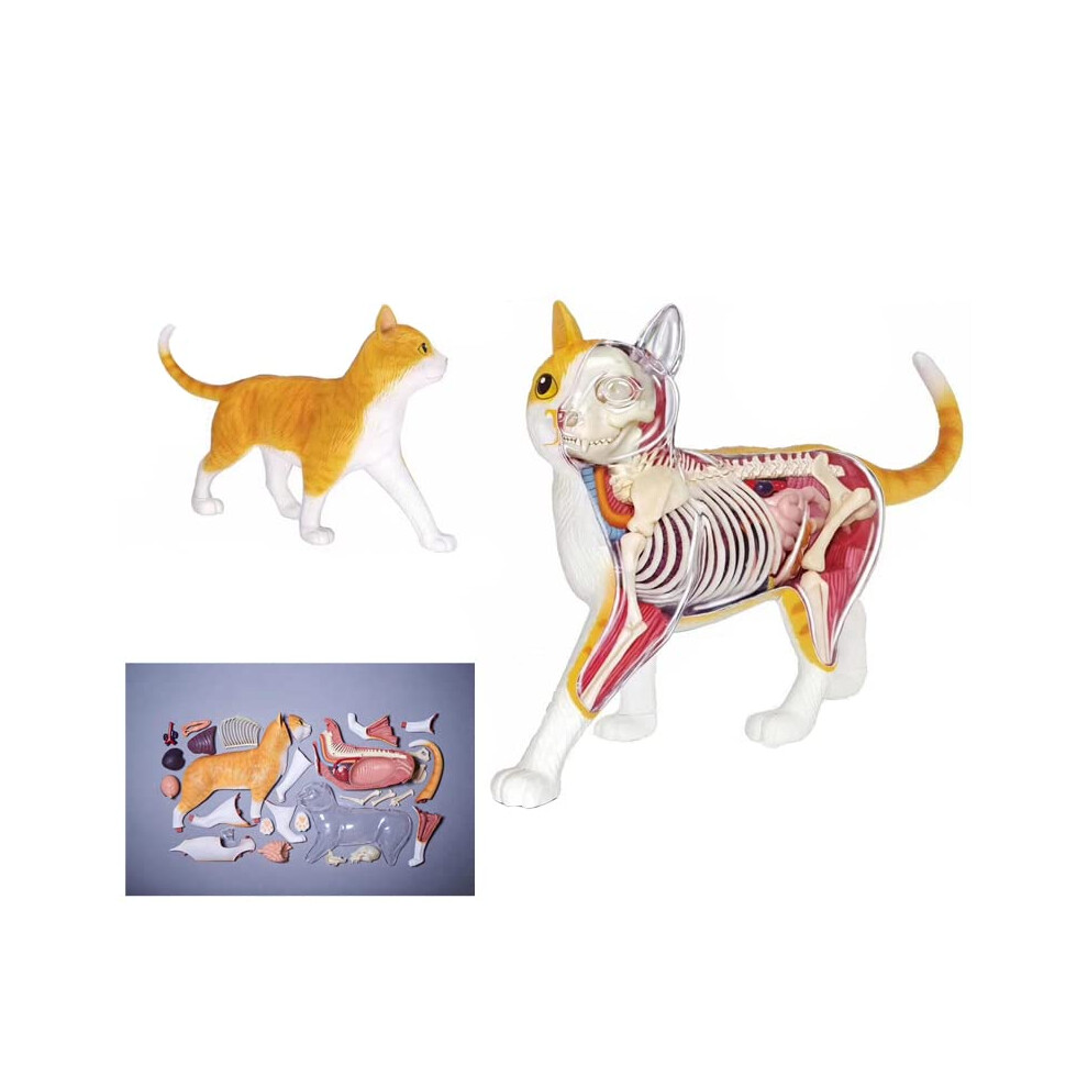 Anatomical Cat Model with Removable Organs, 28-Piece Cat Skeleton, Semi-Transparent Design for Medical Training and Teaching