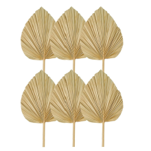 6PCS Dried Palm Leaves Natural Dried Palm Fans, for Wedding Decor S