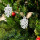 6pcs Frosted Pine Cones with String for Xmas Tree Decor 11