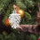 6pcs Frosted Pine Cones with String for Xmas Tree Decor 5