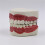 Standard Teeth Model Dental Care Model Kids Brushing Teaching 5