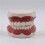 Standard Teeth Model Dental Care Model Kids Brushing Teaching 6