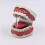 Standard Teeth Model Dental Care Model Kids Brushing Teaching 2
