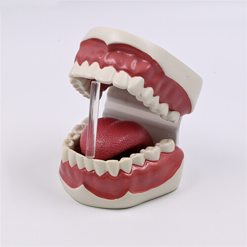 Standard Teeth Model Dental Care Model Kids Brushing Teaching 1