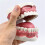Standard Teeth Model Dental Care Model Kids Brushing Teaching 7