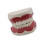 Standard Teeth Model Dental Care Model Kids Brushing Teaching 1