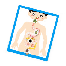 Human Digestive System Anatomy Model for Children Students 6