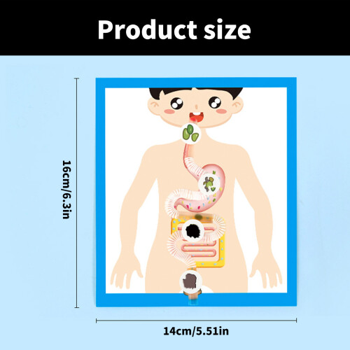 Human Digestive System Anatomy Model for Children Students 6 2