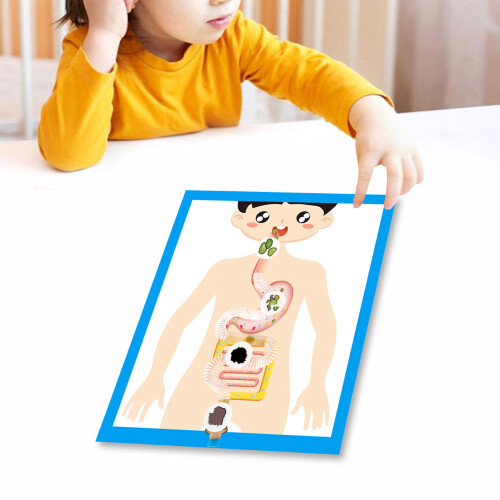 Human Digestive System Anatomy Model for Children Students 6 1