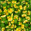 (3kg Bulk Bag) Lemon & Lime Liquorice Slices 1