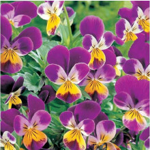 Heartsease Johnny Jump Up. (Viola tricolour)