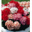 Geranium Magic Beauty F1 Mixed – A Garden Showstopper 1