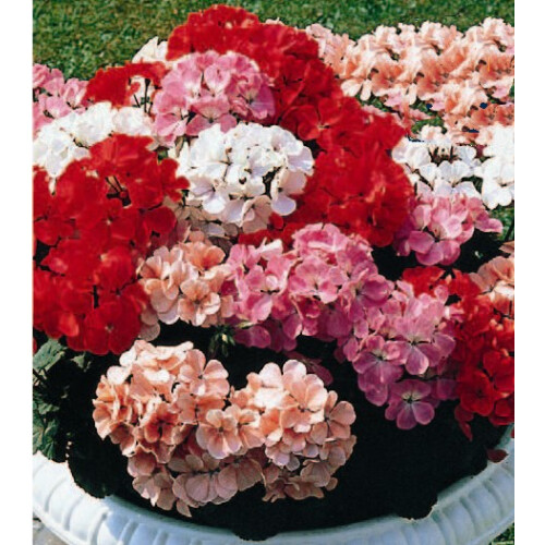 Geranium Magic Beauty F1 Mixed – A Garden Showstopper
