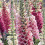 Foxglove Excelsior Mixed – A Cottage Garden Classic 1