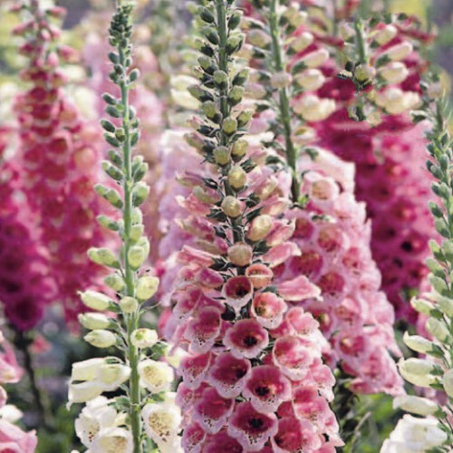Foxglove Excelsior Mixed – A Cottage Garden Classic