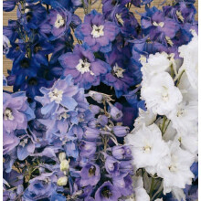 Delphinium Pacific Giants – Majestic Cottage Garden Perennials