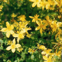 Hypericum perforatum. (St. John's Wort)