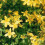 Hypericum perforatum. (St. John's Wort) 1