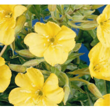 Evening Primrose Missouri Seeds (Oenothera macrocarpa).
