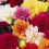Dahlia Unwin Seeds – Compact Dwarf Dahlias. 1