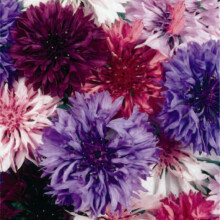 Cornflower Polka Dot Seeds | Colourful Dwarf Cornflower Mix