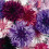 Cornflower Polka Dot Seeds | Colourful Dwarf Cornflower Mix 1