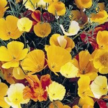 Californian Poppy Esch Mixed – A Vibrant Garden Classic