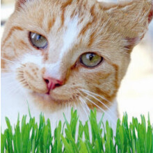 Cat Grass Seeds – Natural, Safe & Healthy Treat for Cats