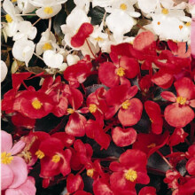 Begonia semperflorens Mix – Easy, Colourful Bedding Plants