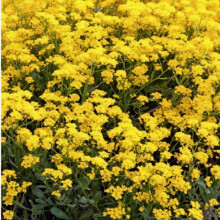 Alyssum Saxatile Seeds – Also known as Basket-of-Gold