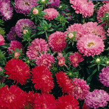 Aster Colour Carpet Mixed – Vibrant Ground Cover