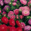 Aster Colour Carpet Mixed – Vibrant Ground Cover 1