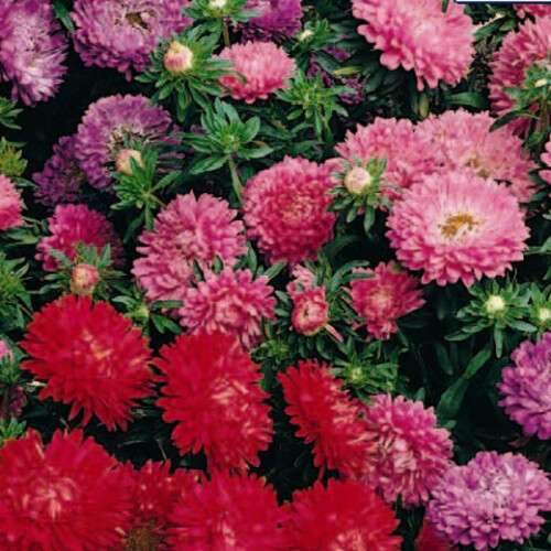 Aster Colour Carpet Mixed – Vibrant Ground Cover