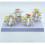Human Lumbar Vertebrae Model Nursing Model Human Skeleton Model 6