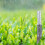 Rain Gauges set Rain Meter for Accurate Precipitation 5