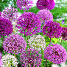 Allium Coronaria Bulbs 25 Pack - Spring Flowering Outdoor Plants for Gardens, Borders, and Containers