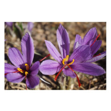 Crocus Sativus Saffron Bulbs 10 Pack Autumn Flowering Hardy Perennial Garden Plant Bee-Friendly