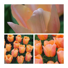 Apricot Beauty Tulip Flower Bulbs - 25 Fragrant Tulips with Sturdy Stems, Easy to Grow in Gardens and Containers
