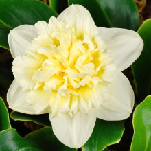 40 Daffodil Ice King Bulbs - Cream & Yellow Double Petal Narcissus Perennials for Beds, Borders, and Patio Pots